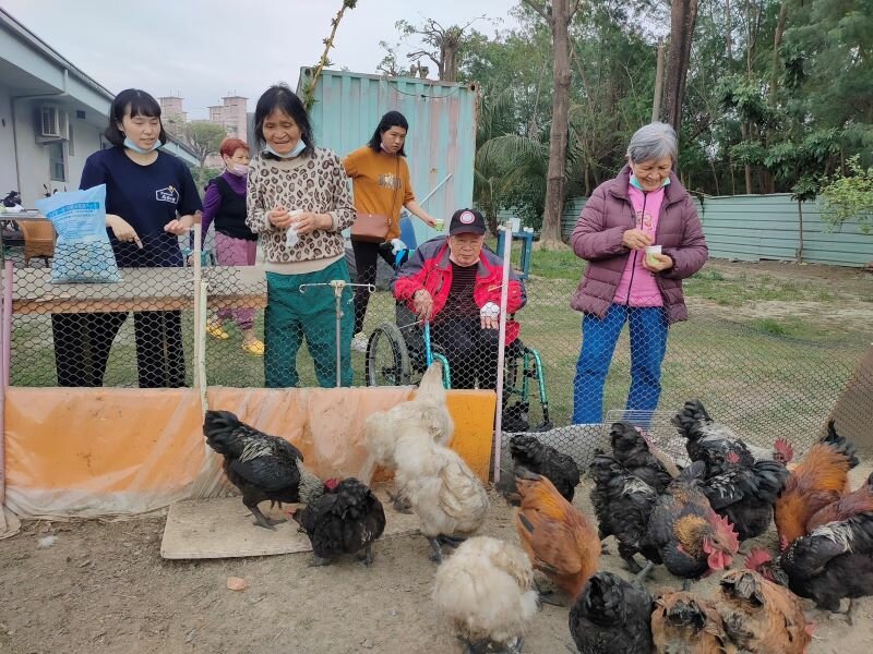 台南社區長照機構辦理炕窯、烤肉、餵雞比賽活動，讓長輩重拾兒童生活。(圖片來源/台南市衛生局)