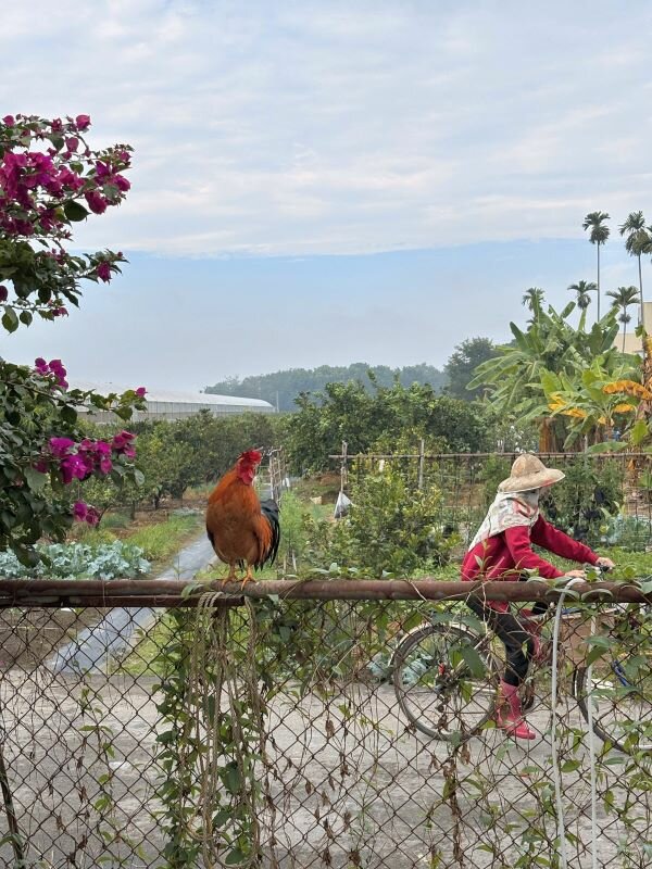 許多人嚮往退休後回鄉，追求清幽、慢活的田園生活。(圖片來源/林金立)